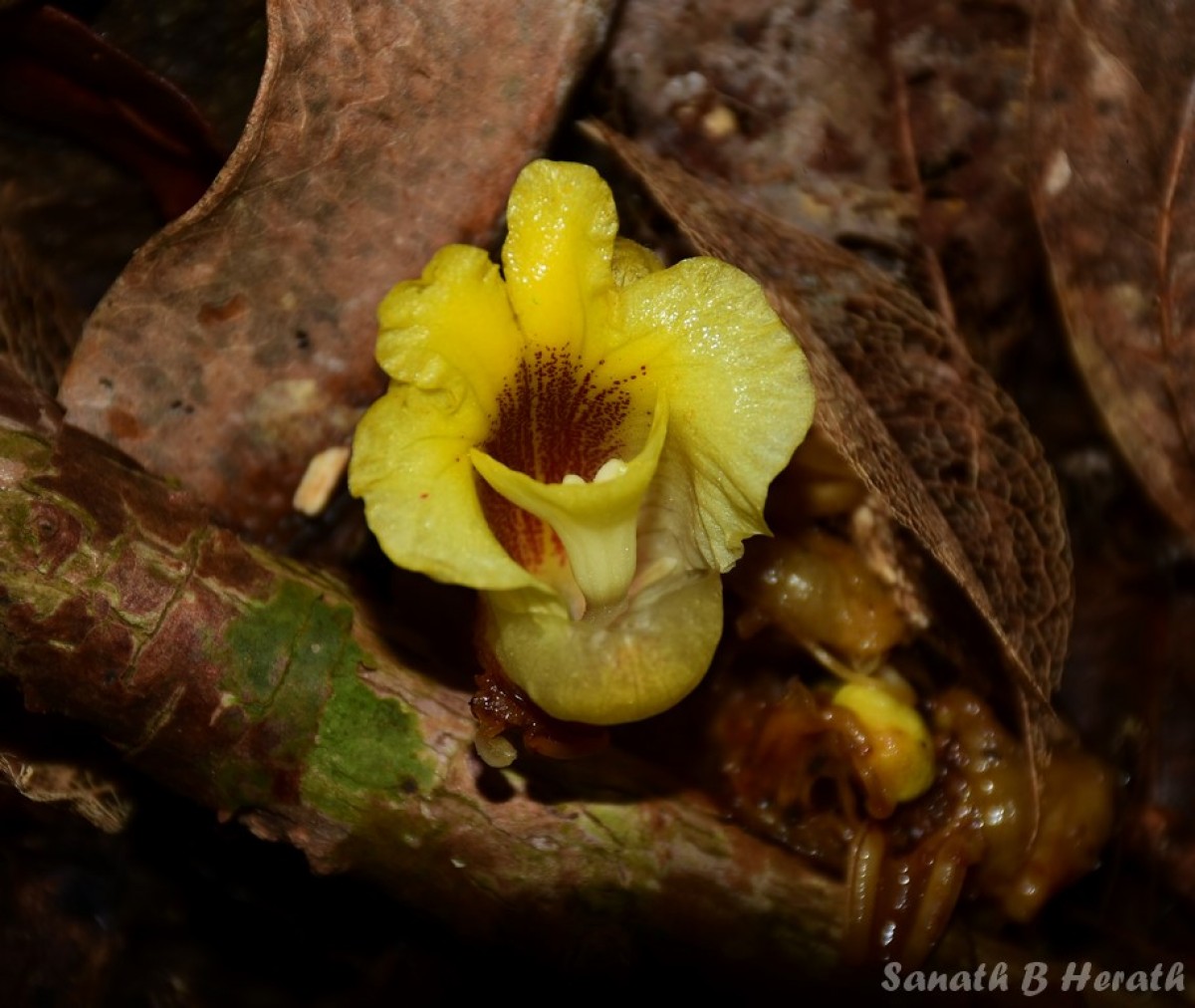 Meistera graminifolia (Thwaites) Skornick. & M.F.Newman